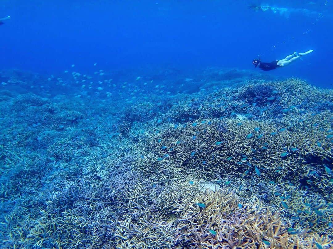 のインスタグラム：「今日は風がおさまった海で泳いで泳いで泳いで最後はもうべた凪の海で気持ち良すぎて浮いたまま寝そうになった😅 ラッシュ+ビキニで一日中泳げた！流石八重山！水温温かい💕 晴れてて☀️最高だった。 芸術的なテーブル珊瑚庭園をいっぱいみえて、お腹いっぱいになるぐらいタイマイに会えて、枝珊瑚もみて、お腹いっぱい美味しいレイリーフ特製タコライスを食べて。 幸せでしかない🤤 最初はどうなるかと思った今回の西表島旅だったけどのおかげさまでめちゃくちゃ楽しく過ごせました！ ゆかさん @yuka_yhp いつも快適なお部屋ありがとうございます😊船長もまた今度奥西表リベンジしましょうね！ 学さん @rayreef_iriomote 色々プレッシャーかけたようで🤣いつも本当に最高の海を見せて下さりありがとうございます😊😊 れいなちゃんも @leyna8 一緒にツアー行けて嬉しかった！ありがとう😊 . さて明日は白保でアヒルと泳ぎます😁 @underthesea_24 ちゃん宜しく！会えるの楽しみ！ . 📍#西表島 .  #igersjp#icu_japan#wu_japan#team_jp_#japan_daytime_view#lovers_nippon#travel#okinawa#japan#instatrip#沖縄#海#ビーチ#water_of_our_world#beach#sea#ocean#onebreath#divermag#loves_okinawa#lascuba#snorkeling#沖縄好きな人と繋がりたい#genic_okinawa#genic_beach#タビジョ#unknownjapan」