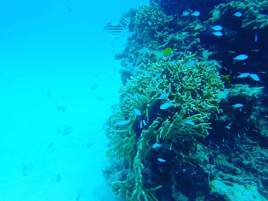 宏実のインスタグラム：「石垣島の思い出 -体験ダイビング & 幻の島 浜島-  Memories in Ishigaki island -Trial diving & the phantom island, Hamajima-  AZUの昔からの友達でもある、時遊人 @jiyujin_ishigaki で体験ダイビング🐠  実は以前体験ダイビングした時、結構怖くて、そのトラウマで、相当ビビってた& 不吉な怖い夢までみちゃって、直前までやるのを躊躇っていたのですが… @jiyujin_ishigaki の頼もしく優しいご指導のおかげで、安心して信頼してダイビングができました😭皆さん、石垣でダイビングやシュノーケリングする際には是非 @jiyujin_ishigaki で‼️ ※ くわえるタイプでなくフルフェイスでやってみたら、更にブスになるけど比較的楽に呼吸が出来ました！ありがとうこざいました😊」