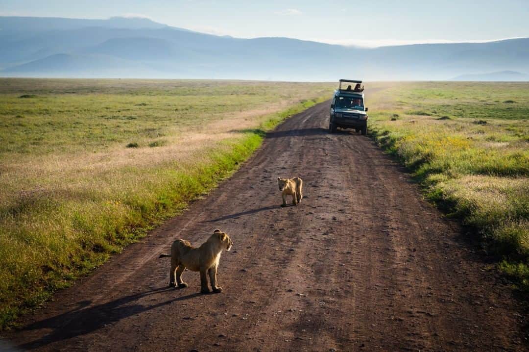 National Geographic Travelさんのインスタグラム写真 - (National Geographic TravelInstagram)「Photo by @taylorglenn | Two young lions of the Munge pride walk along a road in the Ngorongoro Crater in Tanzania. Follow me, @taylorglenn, for more from Tanzania and beyond. #ngorongorocrater #lion」7月6日 22時01分 - natgeotravel