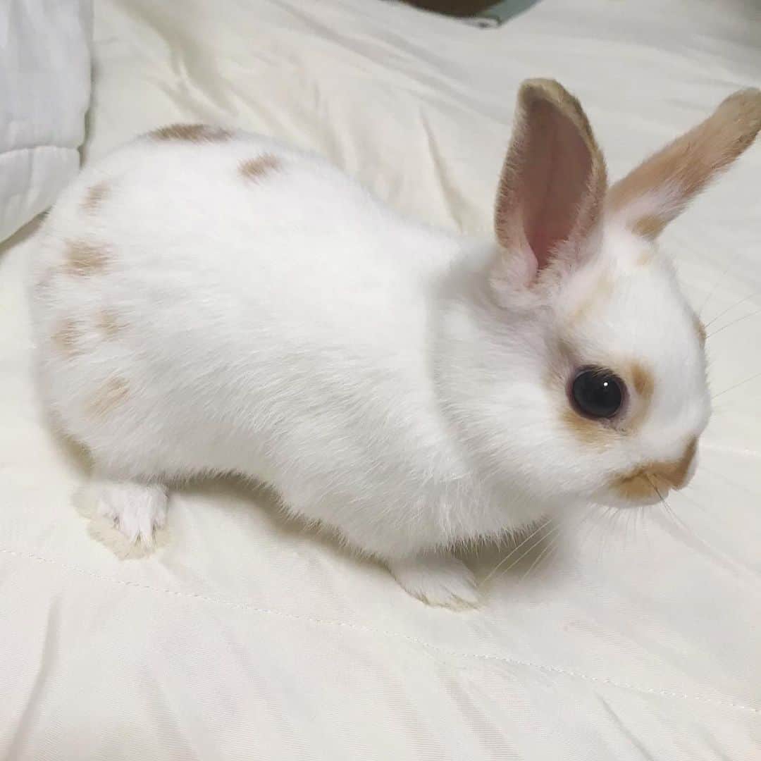辰巳リカのインスタグラム：「生まれて2ヶ月ほど🐇 夏用の毛に生え変わって模様が濃くはっきりとしてきた もふ充してる❣️ #うさぎ #いけめん」