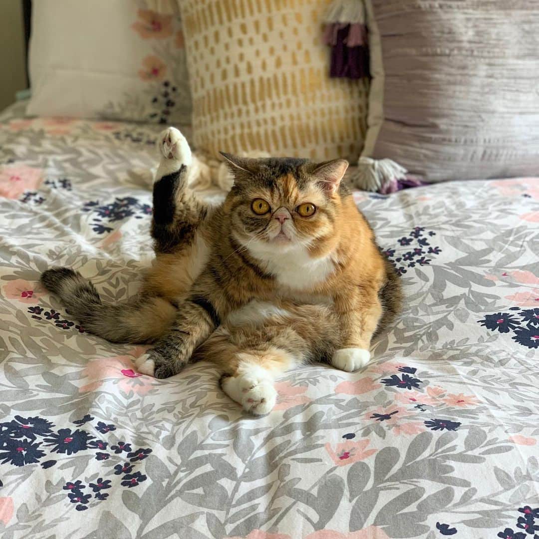Tinaのインスタグラム：「Wheezy giving motivation to all of us. 🧘🏻‍♀️😹 #Caturday #SaturdayMotivation」
