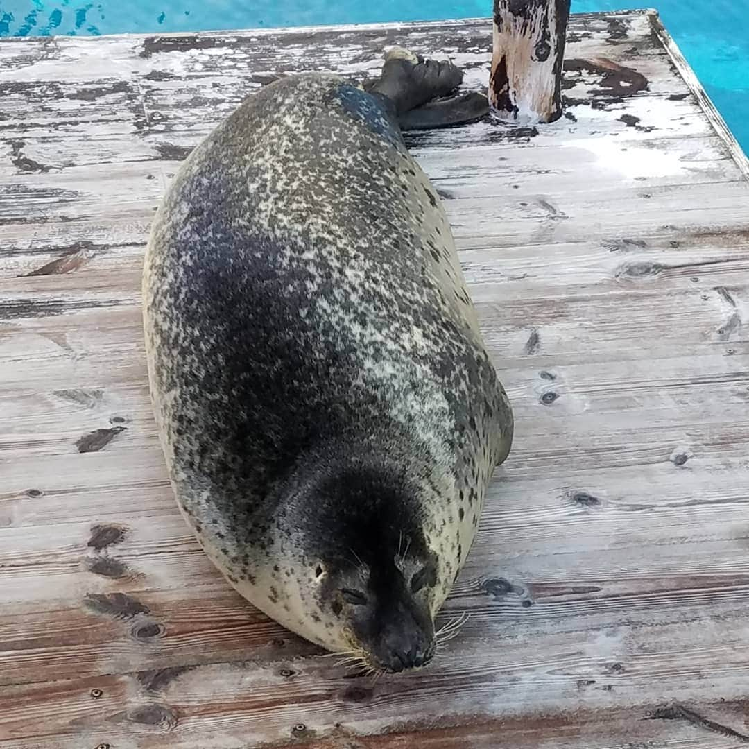 田畑竜介さんのインスタグラム写真 - (田畑竜介Instagram)「夜の水族館🐬  一足早く楽しめました✨ 西日本新聞さん、ありがとうございます😌  #福岡市 #マリンワールド海の中道  #水族館 #夜の水族館」7月6日 22時10分 - tabacchi_rkb