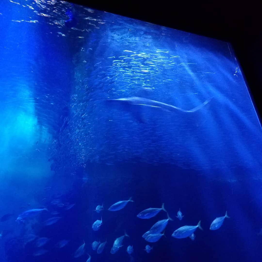 田畑竜介さんのインスタグラム写真 - (田畑竜介Instagram)「夜の水族館🐬  一足早く楽しめました✨ 西日本新聞さん、ありがとうございます😌  #福岡市 #マリンワールド海の中道  #水族館 #夜の水族館」7月6日 22時10分 - tabacchi_rkb