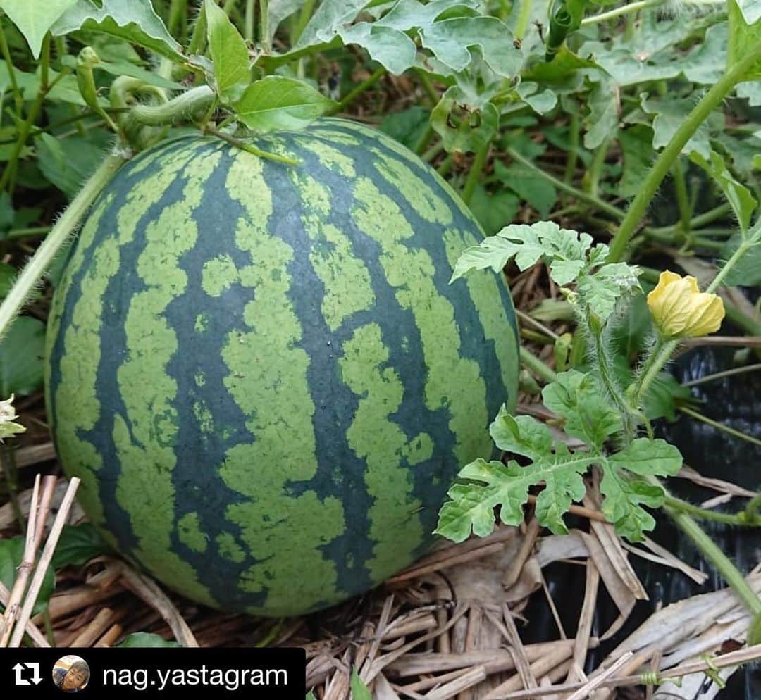 のインスタグラム：「#Repost @nag.yastagram with @get_repost ・・・ 雨こそ降りませんでしたが 梅雨☔☔🐌らしい 蒸し暑い１日になりましたね😰 今日の仕事はキツかった💦  帰宅してからの畑パトロールして 熱った身体をクールダウン🐧  #家庭菜園  #西瓜#スイカ#すいか#🍉 #美味しくなれ #甘くなれ #畑パトロール  #順調に育っています #クールダウン #リセット #オヤ時間 #オヤジの時間  #自分を取り戻す時間  #缶ビール片手に  #下呂アンバサダー  #gerostagram」