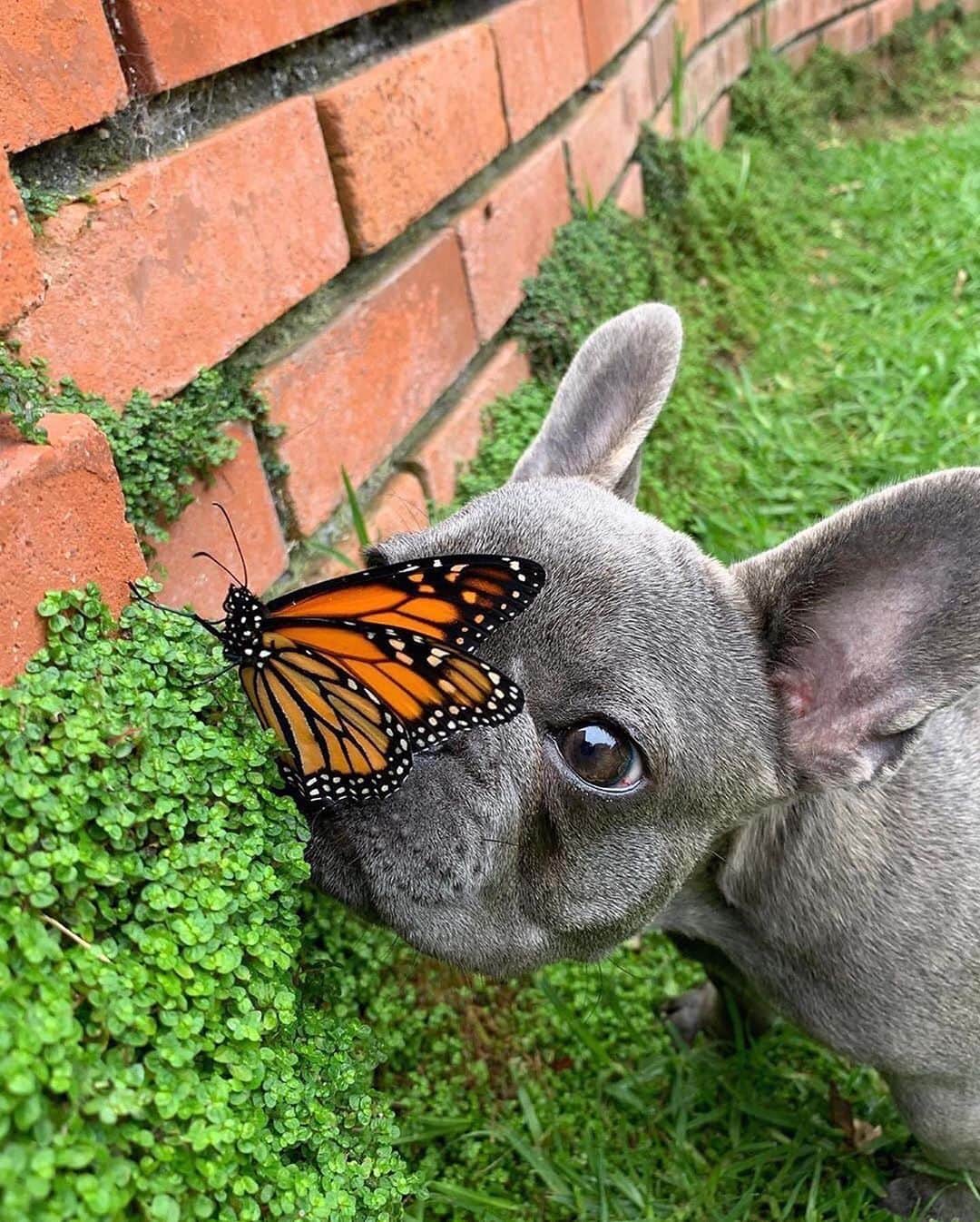 Regeneratti&Oliveira Kennelさんのインスタグラム写真 - (Regeneratti&Oliveira KennelInstagram)「This is @mochi.the.sd.frenchie  He found a garden friend. Would like to know where they got those wings and if maybe they come in his size. . . . . . #frenchie #frenchieoftheday #französischebulldogge#franskbulldog #frenchbull #fransebulldog #frenchbulldog#frenchiepuppy #dog #dogsofinstagram #petstagram#puppy #puppylove #bully #bulldog #bullyinstafeature#bulldogfrances #フレンチブルドッグ #フレンチブルドッグ #フレブル #frenchyfanatics #frenchiesgram#frenchbulldogsofinstagram #frenchiesoverload#ilovemyfrenchie #batpig #buhi #buhigram #buhistagram」7月6日 22時36分 - jmarcoz