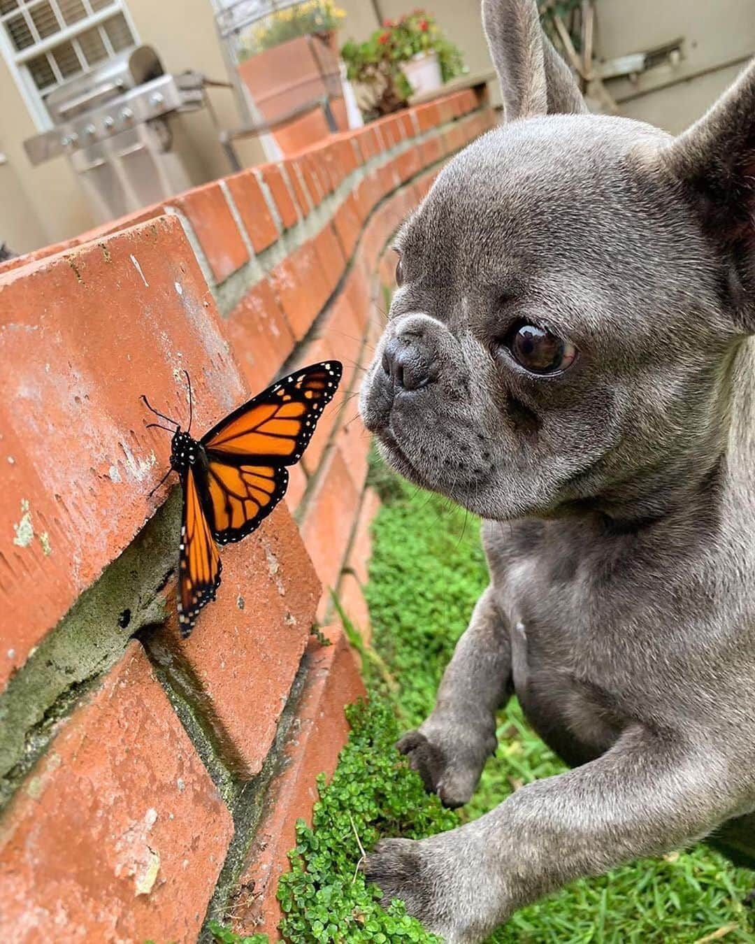 Regeneratti&Oliveira Kennelさんのインスタグラム写真 - (Regeneratti&Oliveira KennelInstagram)「This is @mochi.the.sd.frenchie  He found a garden friend. Would like to know where they got those wings and if maybe they come in his size. . . . . . #frenchie #frenchieoftheday #französischebulldogge#franskbulldog #frenchbull #fransebulldog #frenchbulldog#frenchiepuppy #dog #dogsofinstagram #petstagram#puppy #puppylove #bully #bulldog #bullyinstafeature#bulldogfrances #フレンチブルドッグ #フレンチブルドッグ #フレブル #frenchyfanatics #frenchiesgram#frenchbulldogsofinstagram #frenchiesoverload#ilovemyfrenchie #batpig #buhi #buhigram #buhistagram」7月6日 22時36分 - jmarcoz