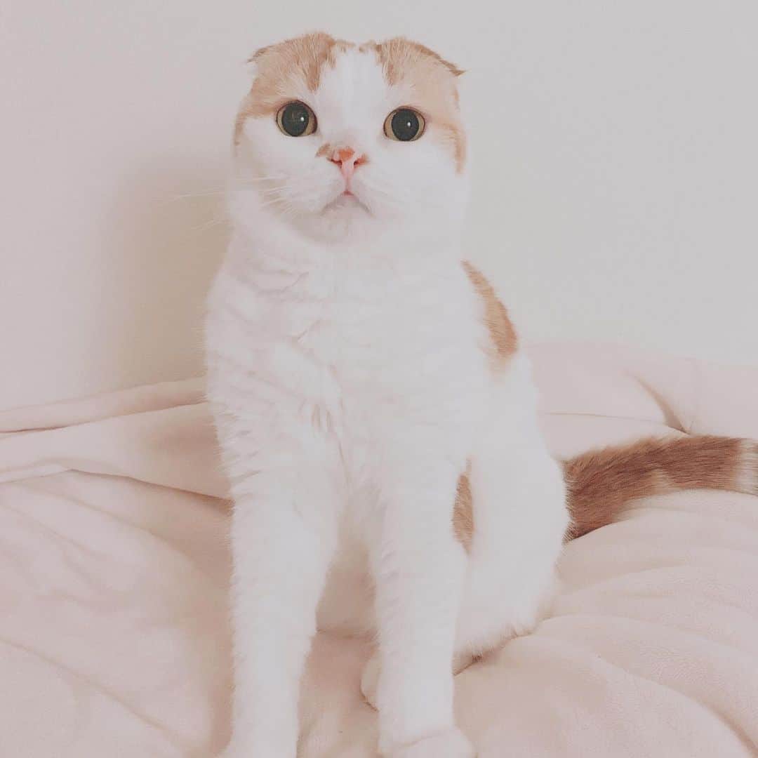 のんたのインスタグラム：「ちょっとお疲れ気味のんちゃん 毎日ぱんちゃんに追いかけられてしっぽを噛まれたり、寝ているところにダイブされたり… 今日は別室でゆっくり過ごしてもらいました。」