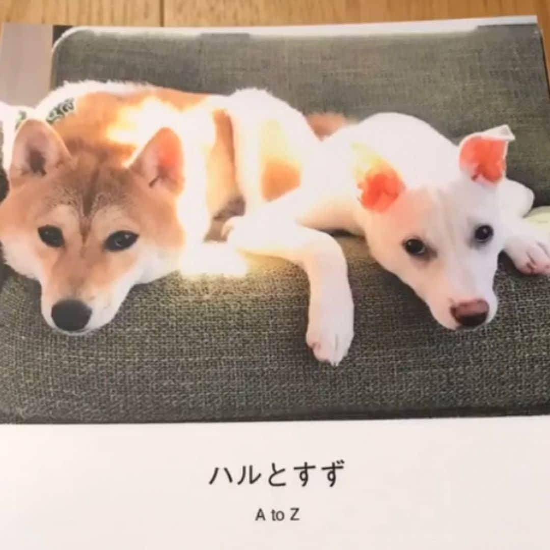 柴犬ハル&保護犬すずのインスタグラム