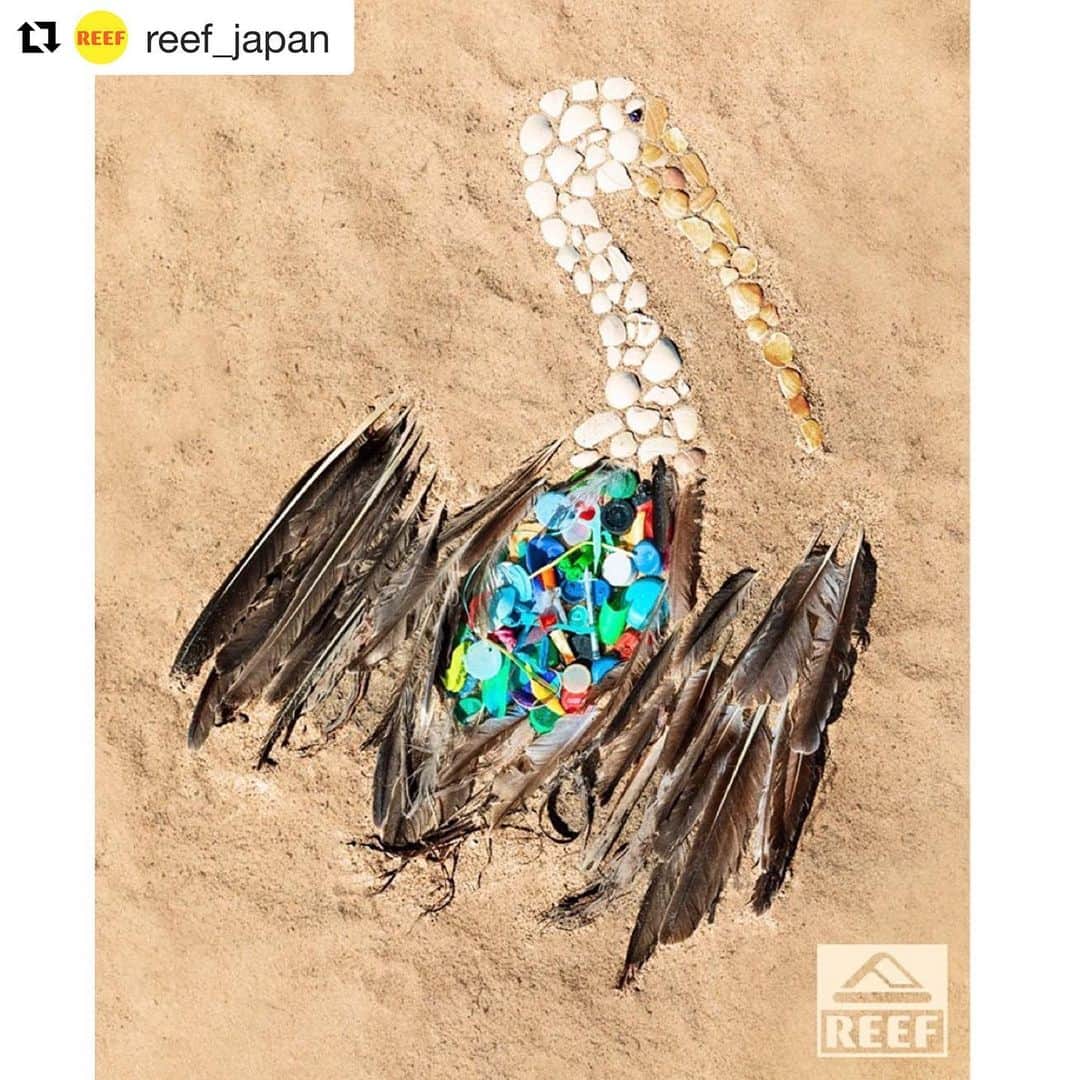 幸太さんのインスタグラム写真 - (幸太Instagram)「考えなきゃいけない大切な事であり、有難い活動ですね #restoreyourshore  #Repost @reef_japan with @get_repost ・・・ REEFから、私たちの海とそこに住む生物たちの環境を守るためのお知らせです。近年、毎日のように耳にするプラスチック汚染の話しですが、現実として毎年100万匹の海鳥、10万匹の海洋性哺乳類やウミガメが不法投棄されたプラスチックを体内に取り込んでしまい、その命を落としています。これらの問題は世界中の人々がプラスチック問題への意識を高め、一丸となれば、防ぐことのできる死であり、解決できる問題であると考えます。これらの写真をインスタグラム、フェイスブックでリポストし、#RestoreYourShore のタグ付けをすれば、REEF USが主体となりサーフライダーファンデーション @surfrider へ1投稿につき、5ドルを寄付します。リポストは1枚でもオーケーです。アメリカでは独立記念日の翌日が、一年で最もビーチが汚れるという事実があります。このThe Better Beach Allianceの試みは、期限は日本時間 7/6の土曜日15:59までです。  Plastic pollution kills more than one million seabirds each year. When we beach recklessly, life in & around the ocean suffers. Also 100,000 marine mammals and turtles are killed annually by plastic litter. That's 100,000 avoidable deaths we can all work together to prevent, each and every day. This summer, our goal is to #RestoreYourShore, as we move towards July 5th, the dirtiest beach day of the year. It's on ALL OF US to protect our oceans and beaches from plastic with a year-round effort. Repost one of these images in-feed with  #RestoreYourShore and we’ll donate $5 to Surfrider Foundation to support the Better Beach Alliance. Artist behind this image: Anne Marie Price.」7月6日 15時05分 - kotawave