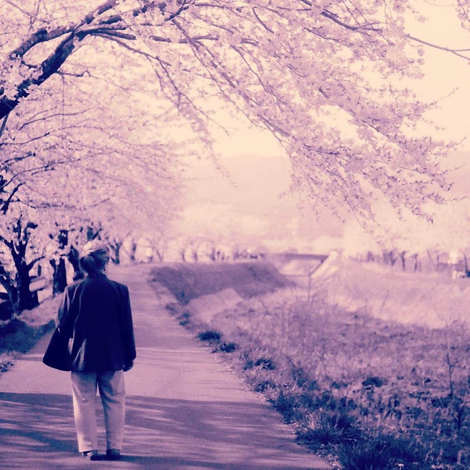 市川笑野さんのインスタグラム写真 - (市川笑野Instagram)「今日は祖母の命日。 他界してから１年、あっという間でした。 写真は横河川の花見に行った時に私が撮影したものです。 #岡谷市 #横河川の桜 #横河川 #祖母の命日 #okaya #japan #nagano」7月6日 15時20分 - emino.i