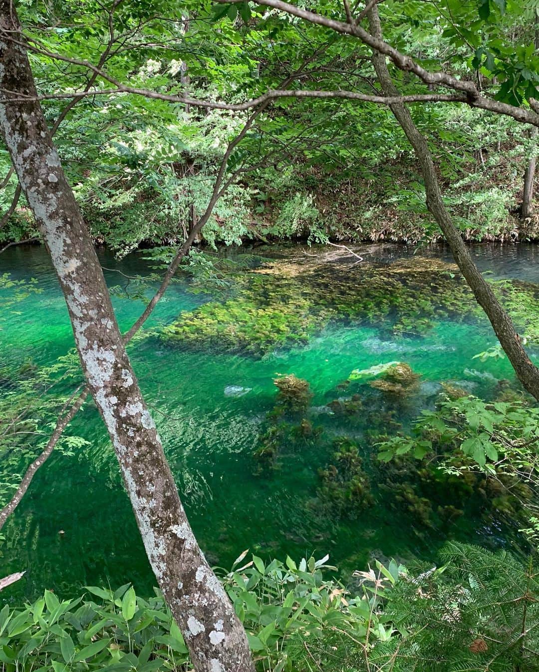 長嶺菜菜子さんのインスタグラム写真 - (長嶺菜菜子Instagram)「✈︎北海道観光 ﻿ 私はどーこだヾ(*･∀︎･*)ﾉﾞ﻿ ﻿ ﻿ ここは北海道富良野にある﻿ 鳥沼公園🌿﻿ ﻿ ﻿ 鳥がいて沼がある﻿ うん﻿ そのまんまのネーミング﻿ ﻿ ﻿ この沼ね﻿ 透明度がすごくて﻿ 本当はすんごく透けてるんだよー！！﻿ ﻿ ﻿ けど空が反射したり﻿ 沼にある藻が緑になって見えるのだって﻿ ﻿ ﻿ 自然の中にいると気持ちが穏やかになるね( ˘ ³˘)﻿ ﻿ ﻿ 騒がしい都会を離れて﻿ 富良野は自然がたくさんあって本当に癒される(*˙˘˙*)ஐ﻿ ﻿ ﻿ 北海道はでっかいどう﻿ ﻿ ﻿ ほんとその通り﻿ ﻿ ﻿ ★------------------------------------------------☆﻿﻿ #沖縄人 #うちなんちゅ﻿﻿ #旅行好き #旅好き #旅行女子 #旅ガール ﻿﻿ #北海道旅行 #北海道観光地 #キュン旅北海道﻿﻿ #富良野 #富良野観光﻿ #鳥沼公園 #自然 #癒し﻿ #gooddayhokkaido﻿ #旅なな」7月6日 15時20分 - na7co0422