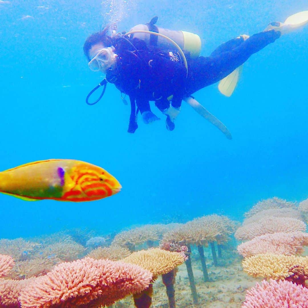岡西佑奈さんのインスタグラム写真 - (岡西佑奈Instagram)「《海と青と》 海洋汚染の問題は深刻化しており プラスチックに対する運動、働きかけを アートを通じて伝えたいと 3月にアートプロジェクトを発足させ 展覧会をさせていただきましたが 同じくサンゴも大きな被害を受けています。 今回サンゴの養殖に力を入れている 恩納村のサンゴ畑の勉強をさせていただきたく 行ってまいりました。 サンゴの産卵を経て また新たな自然のサンゴが 大海原へと広がることを祈りながら 観賞させていただきました。 綺麗な海を守るためにも 私も日焼け止めはナチュラルなものを。 サンゴに触れないように最新の注意をはらって泳ぎます。  鮫の話ばかりする私を気遣ってか シャークポイントへも連れて行ってくださいました。 今回は無理かと思っていましたが 幸せすぎます！感謝！ 以前タヒチでも一緒に泳いだ Blacktip Shark（カマストガリザメ）ちゃんが現れてくれました。 美しい！ 基本的に性格が臆病なので シャッター切る前に逃げられてしまいます…  ちなみに携帯を忘れて旅立ってしまい 諸々とご迷惑をお掛け致しました…！ ごめんなシャーク！  #海洋汚染#恩納村#サンゴ畑#美しい海を #サメ愛#sharkdiving」7月6日 15時44分 - yuunaokanishi