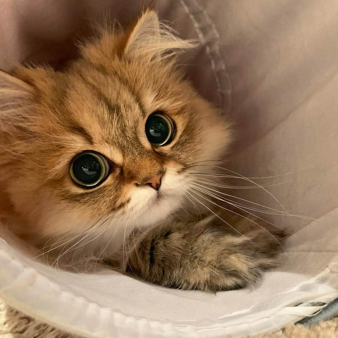 にこさんのインスタグラム写真 - (にこInstagram)「#caturday 🐱☀️💋 Enjoy your weekend:) #ねこ #cattunnel  #inthetunnel #saturday #thoseeyes #猫のトンネル  #キャットトンネル」7月6日 15時46分 - nikon.neko.official