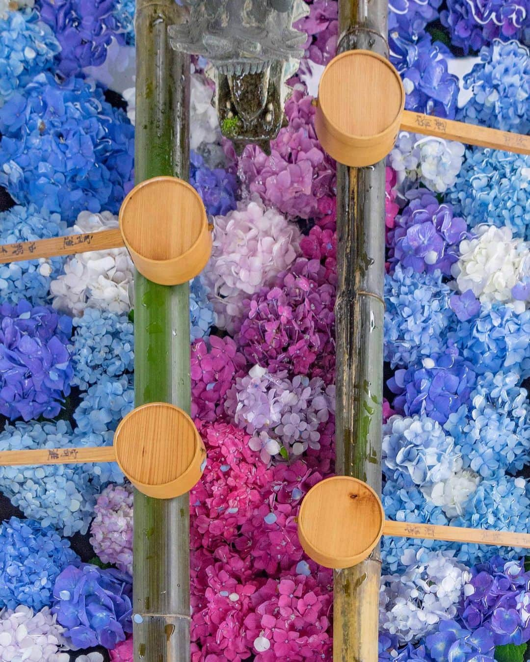 詩歩さんのインスタグラム写真 - (詩歩Instagram)「💠﻿ ﻿ アジサイ浮かぶ花手水✨﻿ Floating hydrangeas on chozuya, which is a fresh water pool where rinse your mouth and hands before praying in the shrine. This #yokokuji is located in Kyoto.⛩﻿ ﻿ 京都は長岡京市にある #楊谷寺 。﻿ ﻿ 平安時代からの歴史が続く、眼病に悩む人々に信仰されてきたお寺です。﻿ ﻿ 毎年6月にはアジサイ祭りが開催されるのですが、﻿ 数年前からは、手を清める「手水舎（ちょうずや）」にアジサイの花を浮かべた #花手水 が人気に✨﻿ ﻿ 毎日のお手入れが大変そうだなぁ…と思いつつ、﻿ アジサイが傷つかないようにそっと手を清めさせていただきました☺﻿ ﻿ 今年のアジサイ祭りは7/7まで！﻿ ﻿ せっかく京都に移住してきたので、京都市内だけじゃなく、他の市にも行ってみようっ💪﻿ ﻿ 📸5th July 2019﻿﻿ 📍楊谷寺／京都府　長岡京市﻿ 📍Youkokuji temple／Kyoto Japan﻿﻿﻿﻿﻿ ﻿﻿﻿﻿ ﻿﻿﻿﻿ ©詩歩/Shiho」7月6日 16時05分 - shiho_zekkei