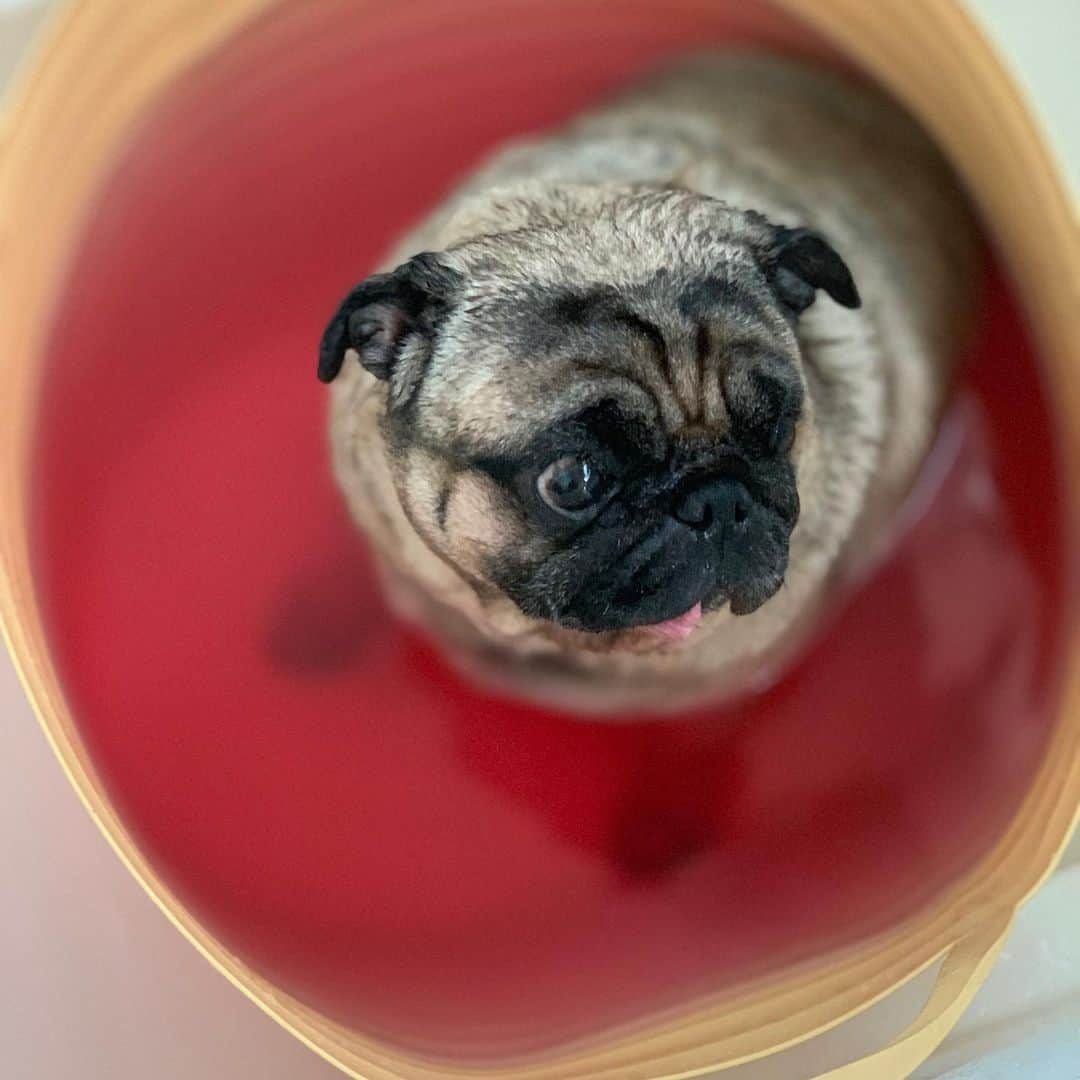 gontaさんのインスタグラム写真 - (gontaInstagram)「#keelyafternoontea #Gonta2#speakpug #smilingpugs #pugjapan #pug#love #pugsofinstagram #zerozeropug #pugshit #worldofpug Happy Saturday bath time😊❤️❤️」7月6日 16時29分 - gehhah