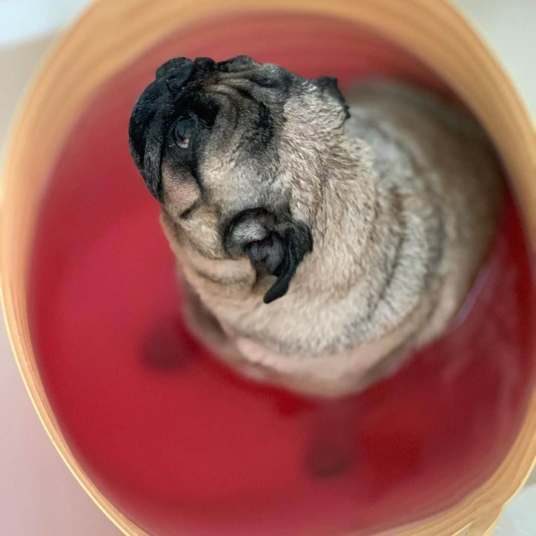 gontaさんのインスタグラム写真 - (gontaInstagram)「#keelyafternoontea #Gonta2#speakpug #smilingpugs #pugjapan #pug#love #pugsofinstagram #zerozeropug #pugshit #worldofpug Happy Saturday bath time😊❤️❤️」7月6日 16時29分 - gehhah