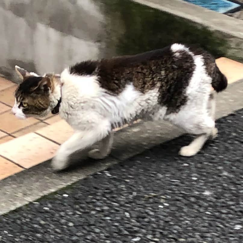 本田みずほさんのインスタグラム写真 - (本田みずほInstagram)「今日の地域猫ちゃんは ばっさばさだった。 首輪してるしめちゃくちゃ可愛がられてるのかな？ もうお年猫ちゃんかな？！ このバッサバッサな毛案外好きなんだぁ😊 話しかけたけど、ちょー早いスピードで逃げてったw 仲良くしたいんだけどなぁ . #猫 #cat」7月6日 16時45分 - mizuhonda0422