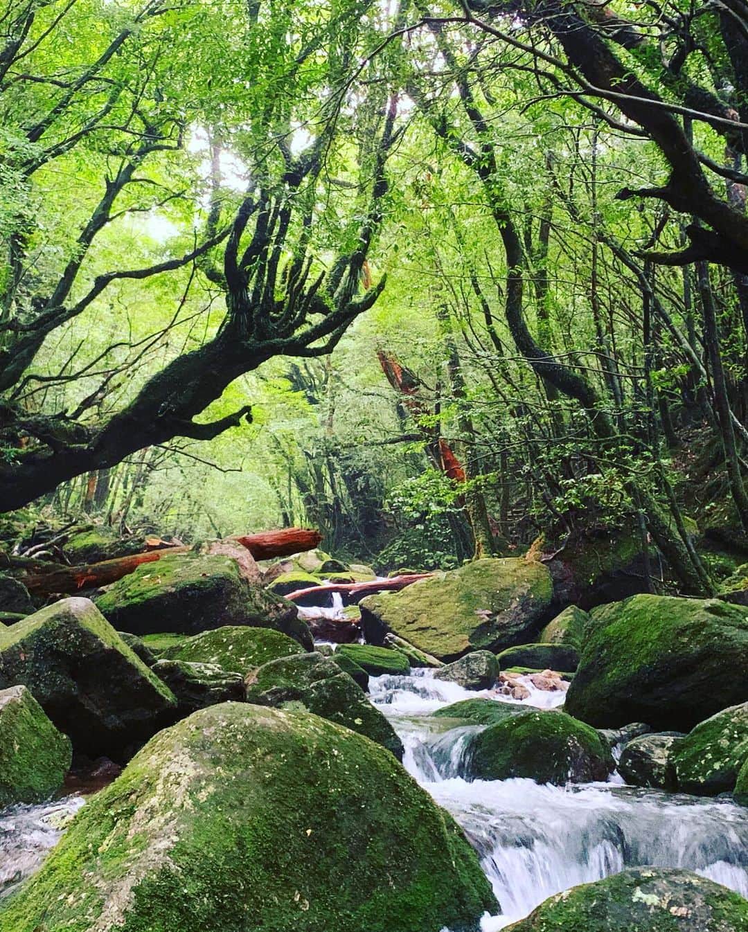 のインスタグラム：「Hello weekend, Yakushima again. もののけの森、圧倒的な森、ふたたび。#yakushima #白谷雲水峡 #goodvibesonly #goodneighbors #yakushimastyle #yakushimalife #thisisyakushima #thisisjapan」