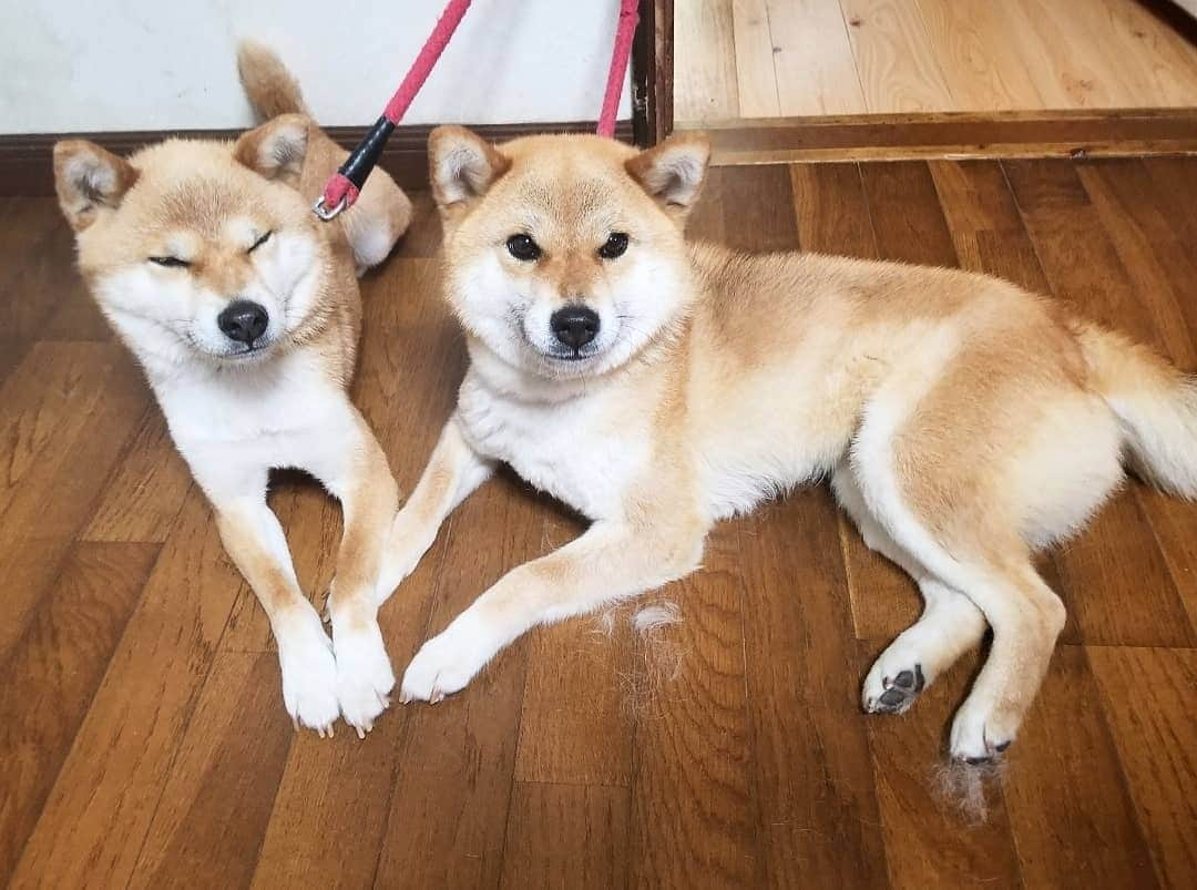 柴犬たま Shibainu Tamaさんのインスタグラム写真 - (柴犬たま Shibainu TamaInstagram)「仲良いのはいいけど、毛が…😱💦 * Caption trans🇬🇧 Missing fur is scattered😱💦 * #柴犬たま #たママ #たま家族 #柴犬ミケ #仲良し親子 #換毛期 #抜け毛 #掃除が大変 #あくび #ブサ顔 #かなりひし形 #柴犬 #shiba #shibainu #shibastagram #犬 #dog #多頭飼い」7月6日 17時05分 - tama7653