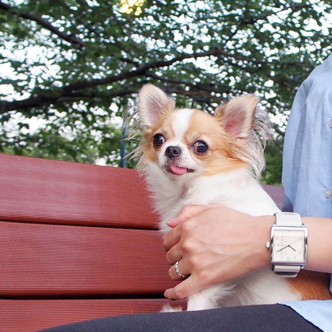 のインスタグラム：「雨予報だったのに降らなかったね...🌂 最近このパターンが多くて予定が丸潰れ😂 気を取り直してちまんぽ行ってきます🐶 ・ 鬱陶しい梅雨でも手元は爽やか⌚︎ @nomonday_jp  これ、意外と浴衣にも合うんじゃないかな👘？ ・ クーポンコード:【chima.chihuahua】 10%OFFになります🛒 ・ #nomonday #ノーマンデー #腕時計 #時計 #手元倶楽部 #chima #ちま #チワワ #chihuahua #ชิวาวา #ふわもこ部 #PECOいぬ部 #sniffandbarkens #WeeklyFluff #cutepetclub #doggy_lovings」