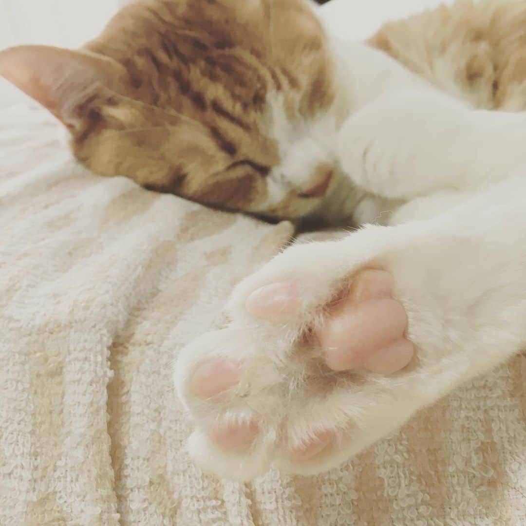 ぱた（Pata）さんのインスタグラム写真 - (ぱた（Pata）Instagram)「ねこ、私の枕の上で爆睡中」7月6日 17時31分 - pata_riku