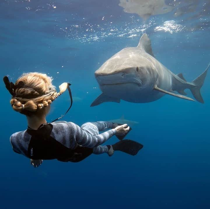 Orient Watchさんのインスタグラム写真 - (Orient WatchInstagram)「⁠ timeless moments with diver @oceanramsey who came face to face with one of the biggest Apex predators in the entire sea. 🦈⁠ ⁠ #orientstyle ⁠ http://bit.ly/2Hydke8」7月6日 23時00分 - orientwatch