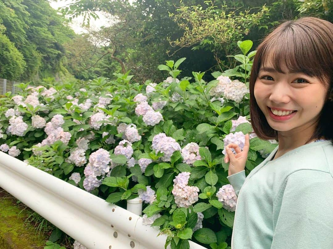 安藤咲良さんのインスタグラム写真 - (安藤咲良Instagram)「. 最近、紫陽花との写真ばかりで ごめんなさいm(_ _)m💦  先週の#湘南ジョイフルドライブ  では、色づく前の紫陽花も見ることができました♩  そして 明日は#七夕 🎋ということで、 平塚の#七夕まつり から 生中継致します！ お祭りということで 浴衣を着て行こうと 思ってます☺️💓！ . リポートは#fmyokohama  Luckymeのなか、 13:10頃からです♩ よかったらお聴きください🙇🏻‍♂️💓 . #紫陽花 #リポート #ラキミ」7月6日 17時43分 - sakura.ando