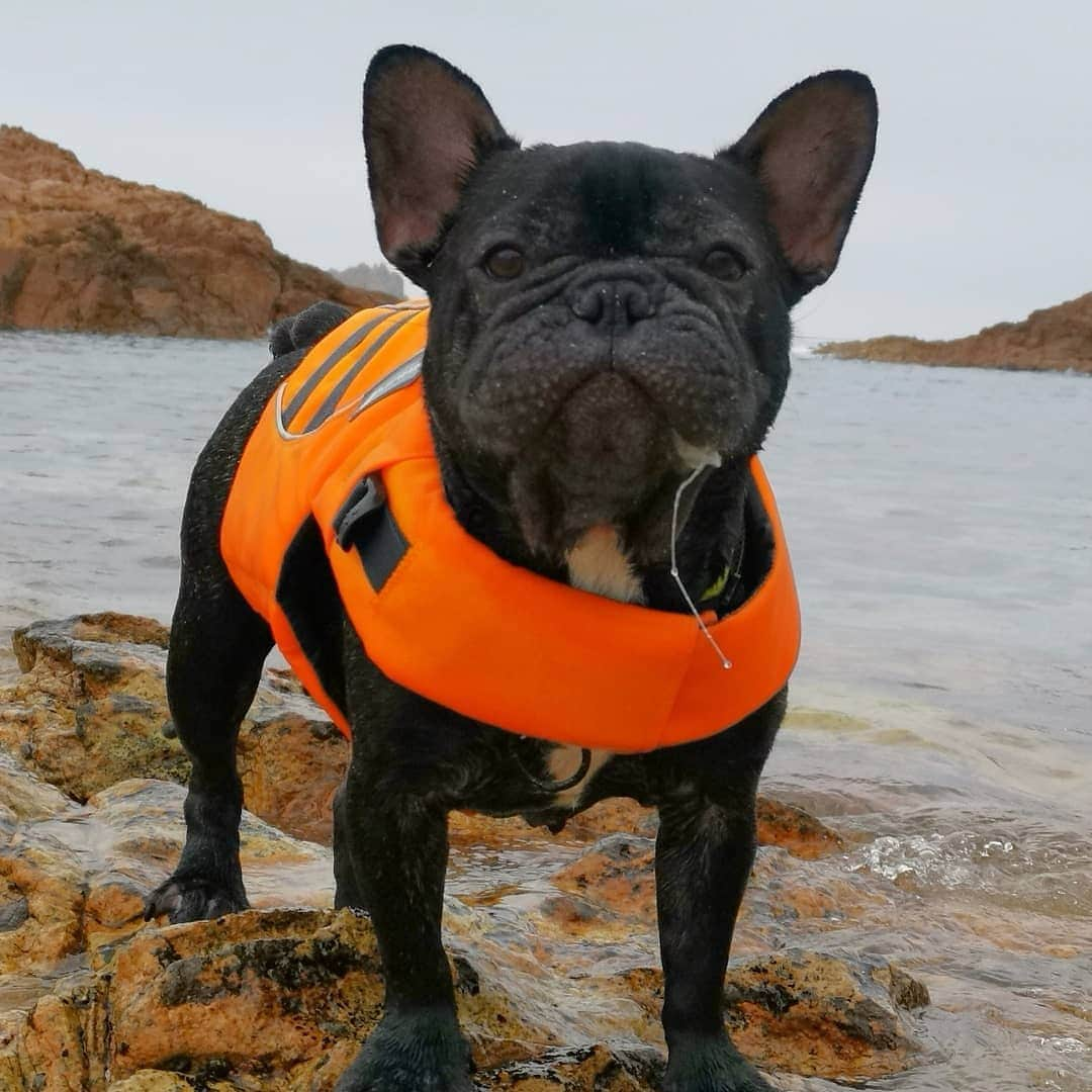 French Bulldogさんのインスタグラム写真 - (French BulldogInstagram)「@peipei_gor is ready for Summer Swimming 🏊‍♂️💦💦 Get your life vest @frenchie.world shop 🔝 . . . . . #Doggytheworld #frenchiesforjustice #blackfrenchies#フレンチブルドッグ#thefrenchielove #frenchieoftheday#buhibuhi_official #french_bulldogs #frenchielife#thefrenchiepost #frenchieworld_wide#mycutestfrenchie#frenchies1#frenchie#frenchiephotos#hkpet#frenchielovers#法國鬥牛犬 #daily_frenchie#igfrenchies #法鬥犬#法鬥 #frenchievids #franskbulldog#frenchiecrew #thefrenchiedaily #frenchieworld #frenchiecute#loveabully#frenchiesociety」7月6日 17時50分 - frenchie.world