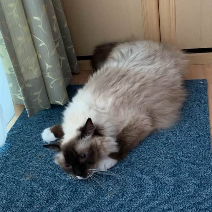 takegaeruのインスタグラム：「爪研ぎカーペット、更新完了😽 #cat #猫 #ragdoll #ラグドール #ホワイトポッチーズ」