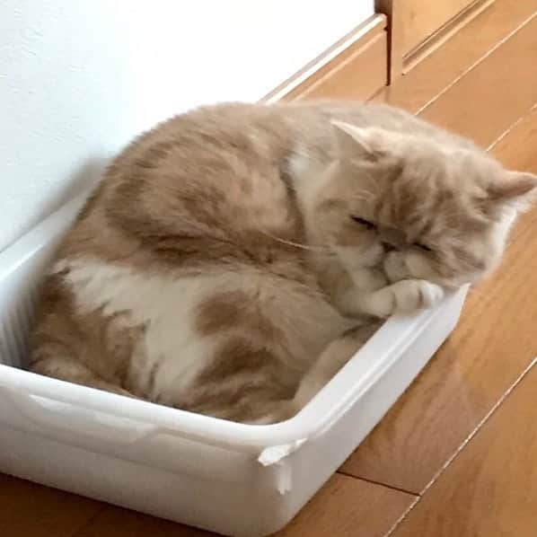 こちょねこ父さんさんのインスタグラム写真 - (こちょねこ父さんInstagram)「気持ち良さそうね〜〜💤☺️ ， #見てるだけで #ほっこりする #こいちゃん ・ #エキゾチックショートヘア  #exoticshorthair  #ねこ」7月6日 18時29分 - gongon419