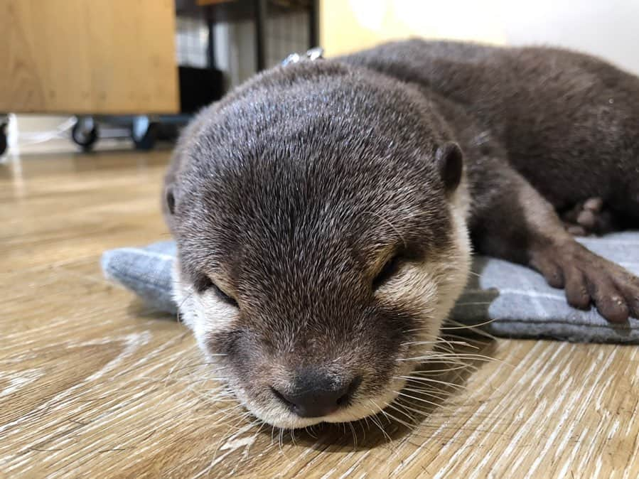 青山日和さんのインスタグラム写真 - (青山日和Instagram)「ㅤㅤㅤㅤㅤㅤㅤㅤㅤㅤㅤㅤㅤ ㅤㅤㅤㅤㅤㅤㅤㅤㅤㅤㅤㅤㅤ 癒しコーナー🙂✨ 耳と手がかわいい。 ㅤㅤㅤㅤㅤㅤㅤㅤㅤㅤㅤㅤㅤ 最後はヘッドスパされてるアラレ。 いつもありがとう🙂🌿 ㅤㅤㅤㅤㅤㅤㅤㅤㅤㅤㅤㅤㅤ #カワウソ #カワウソ美容室 #美容室 #カワウソのいる生活 #かわうそ #コツメカワウソ #かわいい #もふもふ #癒し #動物 #ヘッドスパ #animals #otter #kawaii」7月6日 18時42分 - hiyo131131