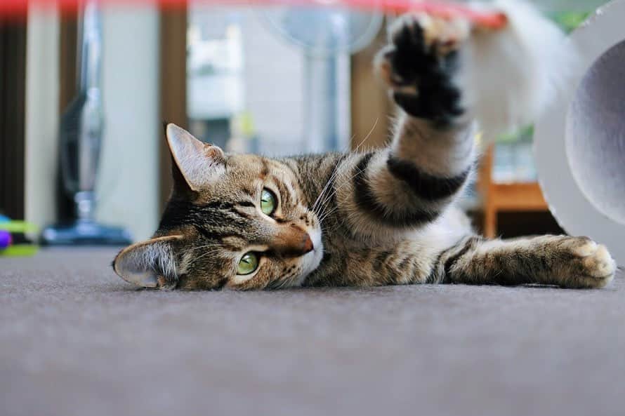 sancheloveさんのインスタグラム写真 - (sancheloveInstagram)「あやちゃんと#猫じゃらし 越しに#ハイタッチ した記念日。「ニンゲンも捨てたもんじゃないよ」って伝えてツカちゃん☺️ #さわれない猫 #kitty#catstagram#catstagram_japan#petstagram#picneko#instacat#meow#catoftheday#catofworld#ilovemycat#funnycat#猫#ねこ#にゃんこ#みんねこ#にゃんだふるらいふ#ふわもこ部#にゃんこ#ねこまみれ#キジトラ#元野良#保護猫#ねこのいる暮らし Aya-chan(Tsuka-Chan)」7月6日 18時43分 - sanchelove