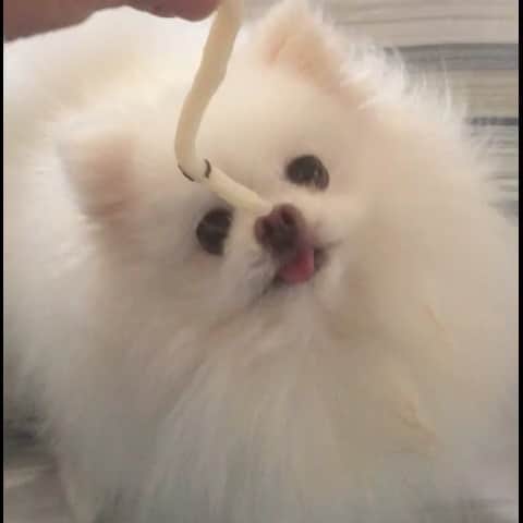 JEWELのインスタグラム：「We love our UDON noodles!🍜🍜🍜 #instagood #instamood #pomeranian #dogstagram #dogoftheday #weeklyfluff #fluffy #puppiesofinstagram #dogoftheday」