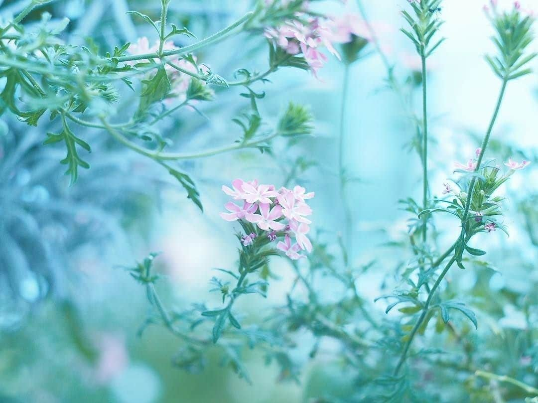 花の写真館さんのインスタグラム写真 - (花の写真館Instagram)「Photo by @shokoriita.⠀ https://instagram.com/shokoriita/⠀ .⠀ Original Post[投稿頂いたURL]⠀ https://www.instagram.com/p/BXF348vF3AP/⠀ .⠀ 本アカウントは、 #私の花の写真 をつけてInstagramに投稿された皆さまの花の写真や、「花の写真館」Facebookページで投稿された花の写真を紹介します。⠀ 「花の写真館」Facebookページは、「 @floral.photograph 」のプロフィールにあるURLからご覧ください。⠀ .⠀ #花の写真館 #floralphotograph #floralphoto #flower #flowers #富士フイルム #FUJIFILM⠀ Follow: @floral.photograph」7月6日 19時30分 - floral.photograph