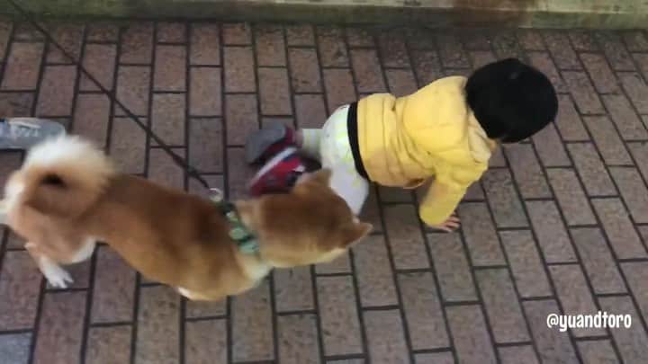 ゆうとろ（柴犬ゆうと猫のとろ）のインスタグラム