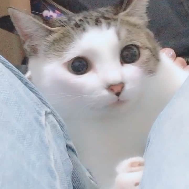 飯窪春菜のインスタグラム：「うちのみーこ。可愛い🥺❤️ #みーこ #今すぐ飛び込む勇気  #猫  #ねこすたぐらむ  #猫のいる暮らし  #はるなの毎日  #飯窪ってる」