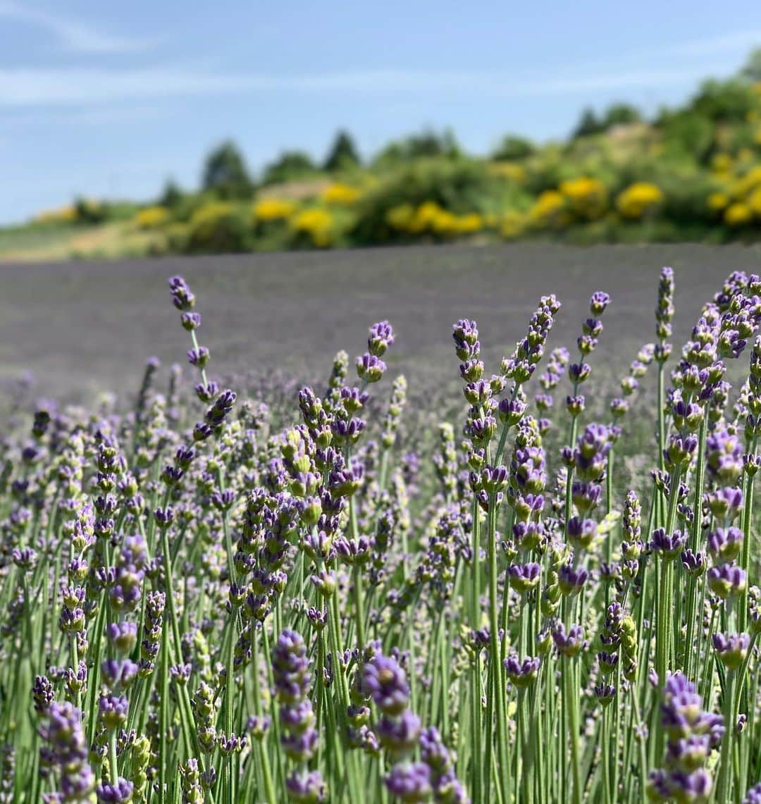 えのきどひろのさんのインスタグラム写真 - (えのきどひろのInstagram)「Lavender fields💜 パリで現場を終えたその足でアヴィニョンに移った☺️（めちゃくちゃバタバタだった笑） ラベンダー畑が写真で見てたより実物の景色がめちゃくちゃ綺麗で感動した😭✨ みんなでピクニックもした🥪🥖 帰り道は死ぬかと思うくらい暑かったけど行きのドライブは間違いなく人生で一番最高のドライブだった！ フランスの田舎ほんとうに大好き住める住める 南フランスの海を見たかったからニースやカンヌに行きたかったけど、街も家も可愛くて人もみんな優しくてアヴィニョン最高だった😆また行きたい😍💜 #avignon#lavenders#lavenderfields」7月6日 19時36分 - hirono.nyan.xoxo