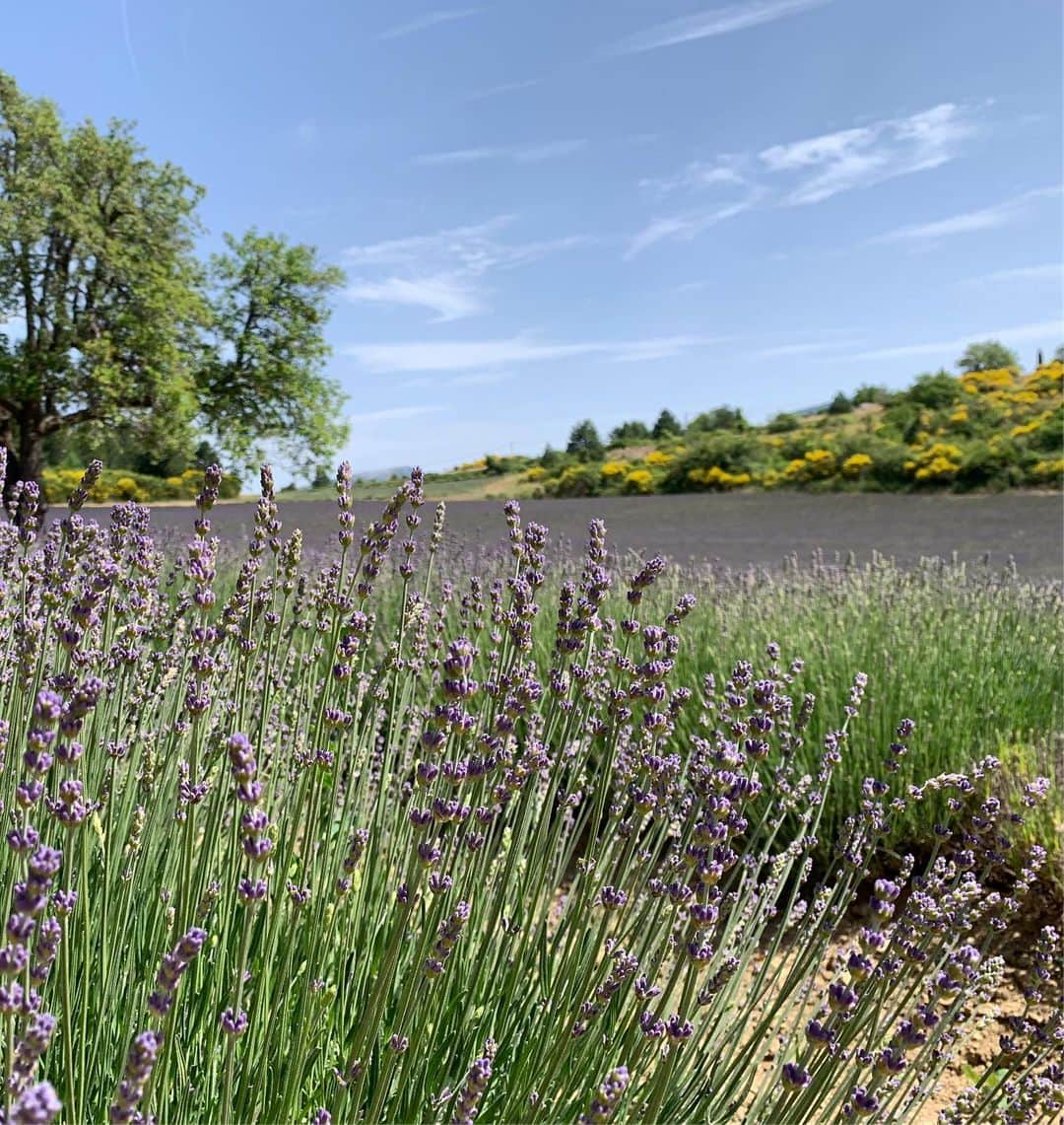 えのきどひろのさんのインスタグラム写真 - (えのきどひろのInstagram)「Lavender fields💜 パリで現場を終えたその足でアヴィニョンに移った☺️（めちゃくちゃバタバタだった笑） ラベンダー畑が写真で見てたより実物の景色がめちゃくちゃ綺麗で感動した😭✨ みんなでピクニックもした🥪🥖 帰り道は死ぬかと思うくらい暑かったけど行きのドライブは間違いなく人生で一番最高のドライブだった！ フランスの田舎ほんとうに大好き住める住める 南フランスの海を見たかったからニースやカンヌに行きたかったけど、街も家も可愛くて人もみんな優しくてアヴィニョン最高だった😆また行きたい😍💜 #avignon#lavenders#lavenderfields」7月6日 19時36分 - hirono.nyan.xoxo