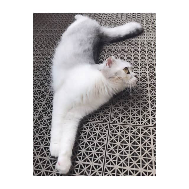 金澤朋子さんのインスタグラム写真 - (金澤朋子Instagram)「ベランダでまったりするすいちゃん🐈🐾2枚目はなんだか変な姿勢。長細い。笑  #juicejuice #金澤朋子  #ペット #猫 #すいちゃん #まったり  #スコティッシュフォールド」7月6日 19時51分 - tomoko_kanazawa.official