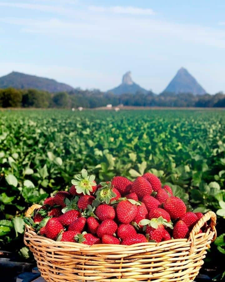 Australiaさんのインスタグラム写真 - (AustraliaInstagram)「Sending you strawberry kisses from @visitsunshinecoast. 🍓💋 #Strawberry season is currently in full swing at @queensland’s @strawberryfieldspyo, where you can pick your own berries right from the patch, with the iconic #GlasshouseMountains in the background, and only pay for what you picked. Make sure you try their homemade strawberry ice cream, choc-dipped gourmet strawberries, and strawberry jam at the on-site cafe before you leave… or better yet, buy some more to snack on for the rest of your trip. 😋  #seeaustralia #thisisqueensland #restaurantaustralia #visitsunshinecoast #travel」7月6日 20時00分 - australia