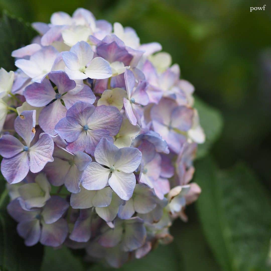 anemone_69のインスタグラム：「. #hydrangea #アジサイ #あじさい #紫陽花」
