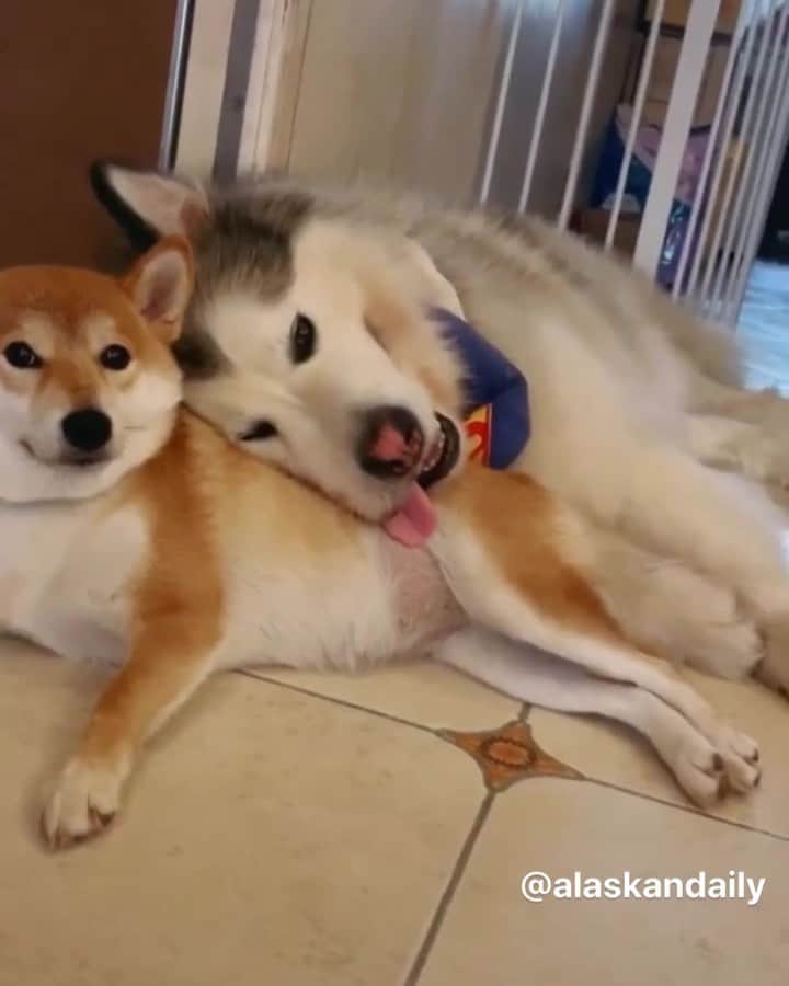 husky and malamuteのインスタグラム：「What a lovely facial expression.😂😂🤣🤣 follow @alaskandaily （Twitter：alaskandaily）for more cute pic and video.😜 ……………………………………………………………… Each video was approved by the original author. But  don't have a Instagram account. We are first one post those video. So watermark credit @alaskandaily ……………………………………………………………… #alaskan#malamute#alaskanmalamute#alaskanhusky#malamutesofinstagram#puppylife#puppylove#puppydog#puppylover#dogdays#malamutepuppy#huskies#huskeypuppy#huskeiesreq#siberian#huskeiesofig#dogslife#dogsofnyc#cutedog#cutedogs#huskeypics#huskeylovers#huskygram#huskeylove#huskiesofinstagram#dogsofnyc#husky#狗」