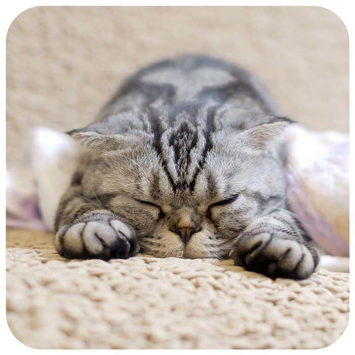 Shishi-maruのインスタグラム：「🐱「渋ネコ ししまるさん」2話目が、ねこのきもちWEB MAGAZINE にて公開されました。今回はししまると名付ける前のお話です。子猫の頃は＂ある大女優のお顔＂に似ていました。 https://cat.benesse.ne.jp/lovecat/content/?id=39363 ーーーーーーーーーーーーー 🌺「渋ネコ ししまるさん」ねこのきもちWEB MAGAZINE にて毎週土曜日エッセイの連載中 ーーーーーーーーーーー 📕「ぷっちねこ。」「3匹のちいさな猫を召喚できたなら」「ちいさな猫を召喚できたなら」徳間書店より単行本発売中 ーーーーーーーーーーー ⭐︎ねこ漫画を描いています→@tacos_cat 🐱公式→@chiisanacat 🌺Twitter →@taco_emonemon ーーーーーーーーーーー」
