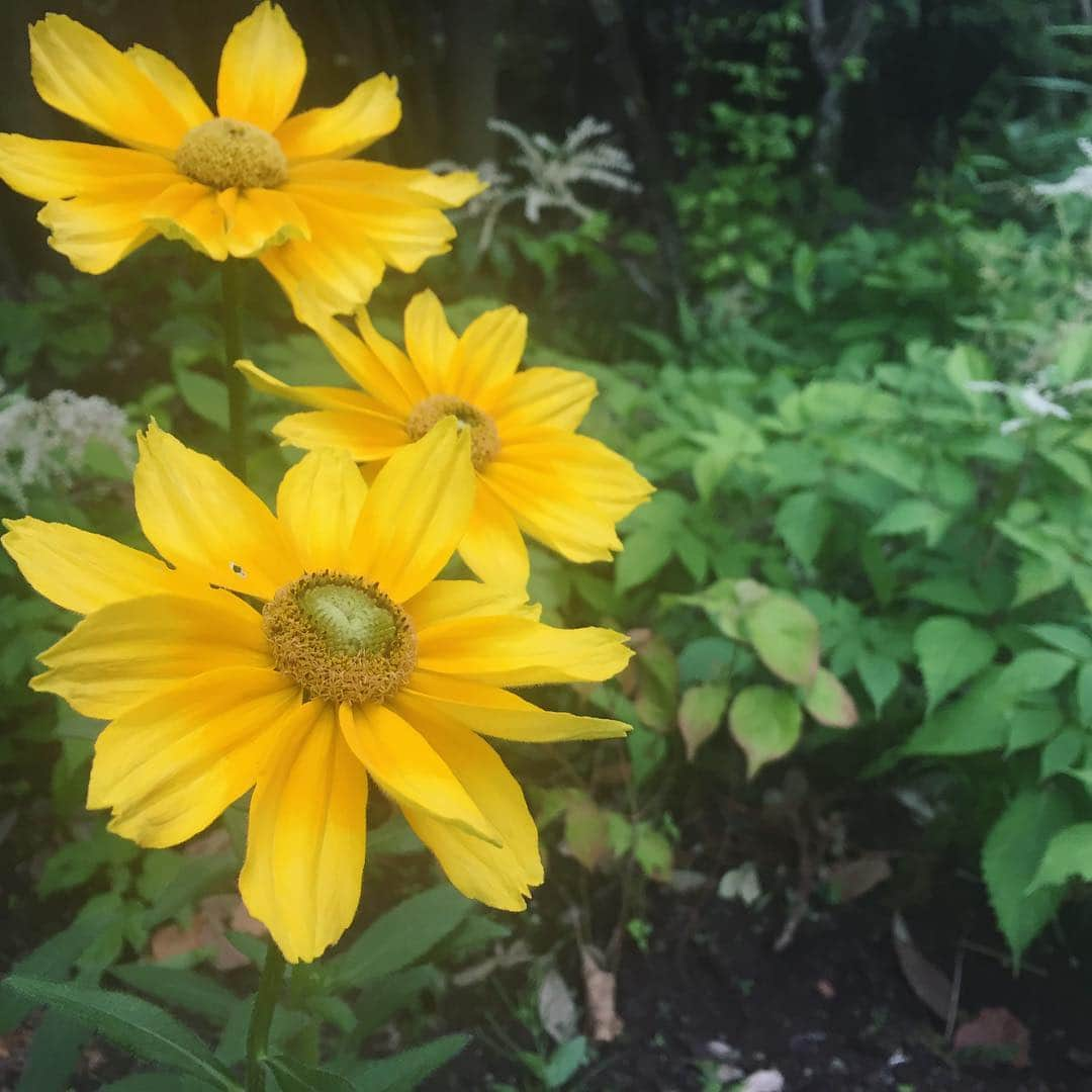 ほうとう 富士の茶屋さんのインスタグラム写真 - (ほうとう 富士の茶屋Instagram)「今日は気温が落ち着いてのほうとうが美味しい日和。涼やかな雨の中でも元気なお花たち🌼雲が厚いと俯きがちですが元気づけてくれるみたいに明るく咲いていました❣️ ・ #ほうとう#富士の茶屋#梅雨#可愛い#けれどお名前分からない#お勉強しときます」7月6日 21時14分 - hoto_fujinochaya