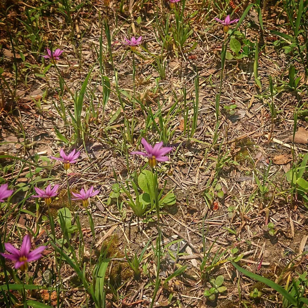 石黒浩のインスタグラム：「Small flowers」