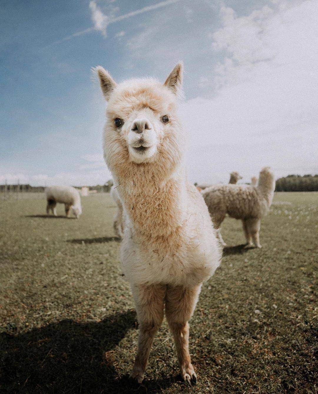 BEAUTIFUL DESTINATIONSさんのインスタグラム写真 - (BEAUTIFUL DESTINATIONSInstagram)「"Every time I travel to Estonia I discover a lot of new beautiful places! The place on pic is AlpakaFarm and they have the most prettiest alpacas and lamas I’ve seen! Also you can find there sheep, goats and a very friendly dog 🐕" Have you ever visited Estonia? (📷: @julia_kivela 📍: Alpakafarm, Estonia)」7月6日 21時10分 - beautifuldestinations