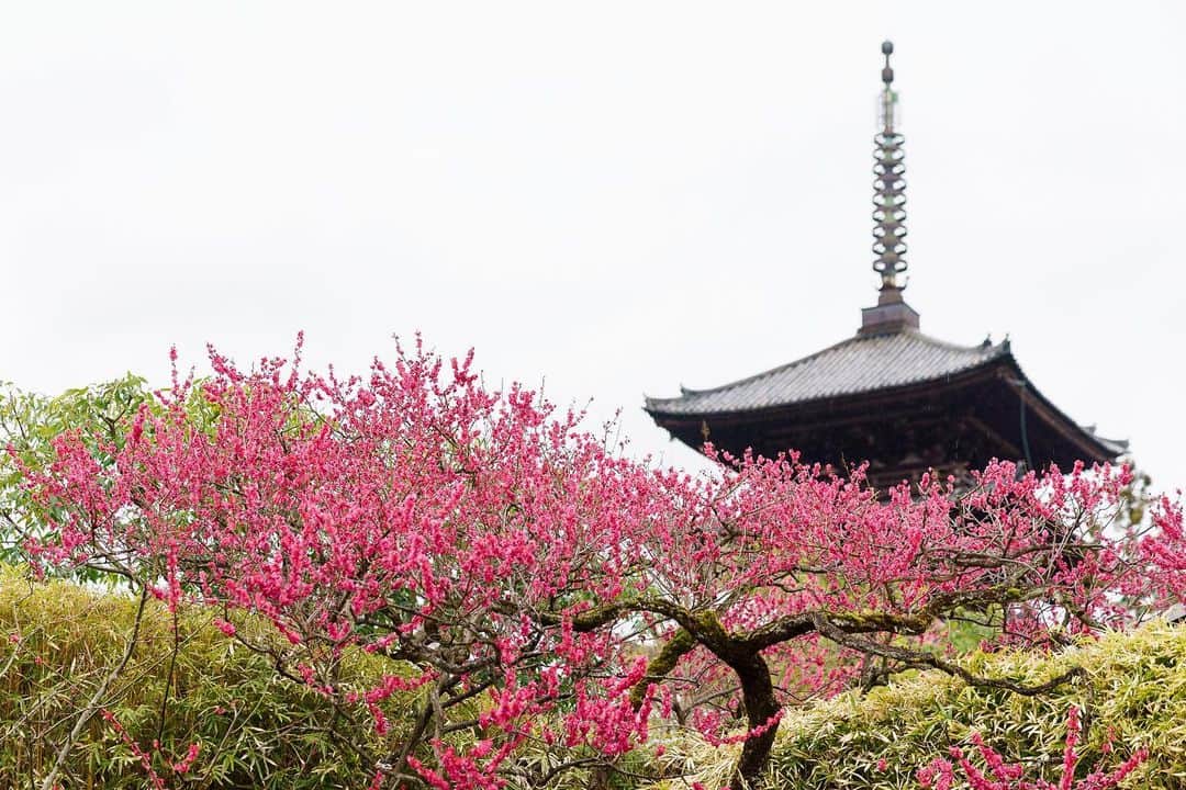 THE SODOH WEDDING OFFICIALのグルメインスタ