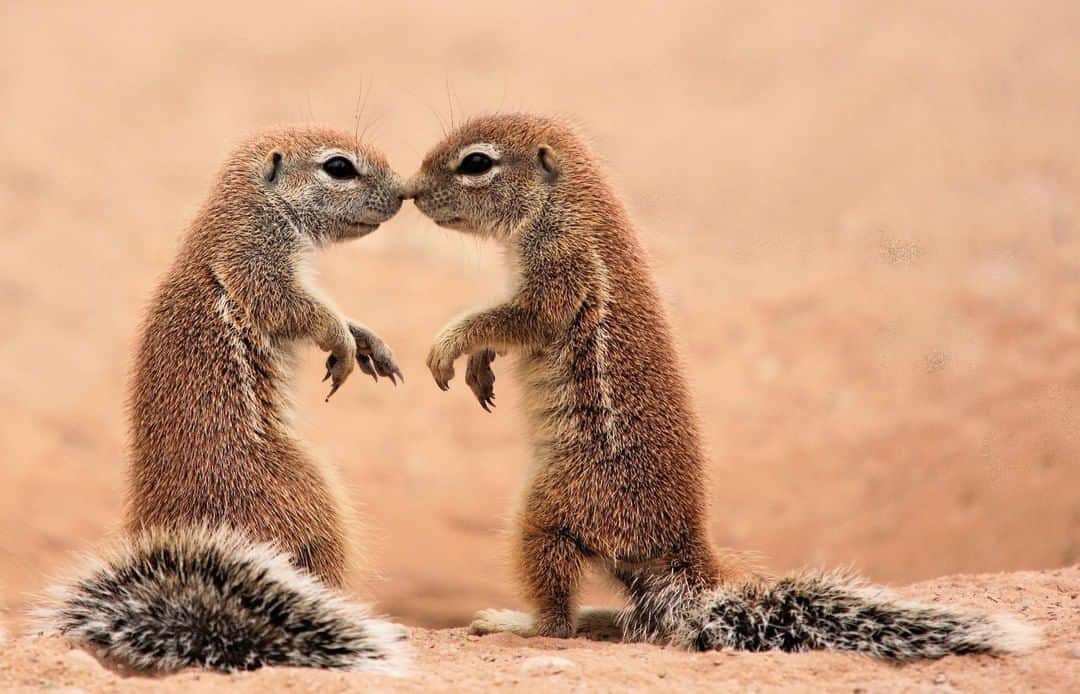 Discoveryさんのインスタグラム写真 - (DiscoveryInstagram)「Some privacy please. 😘 . . . . #photography #photooftheday #explore #naturephotography #nature #potd #travelIG #wildlife #kissing #kiss #funny #cute #squirrels #groundsquirrels #InternationalKissingDay」7月6日 21時12分 - discovery