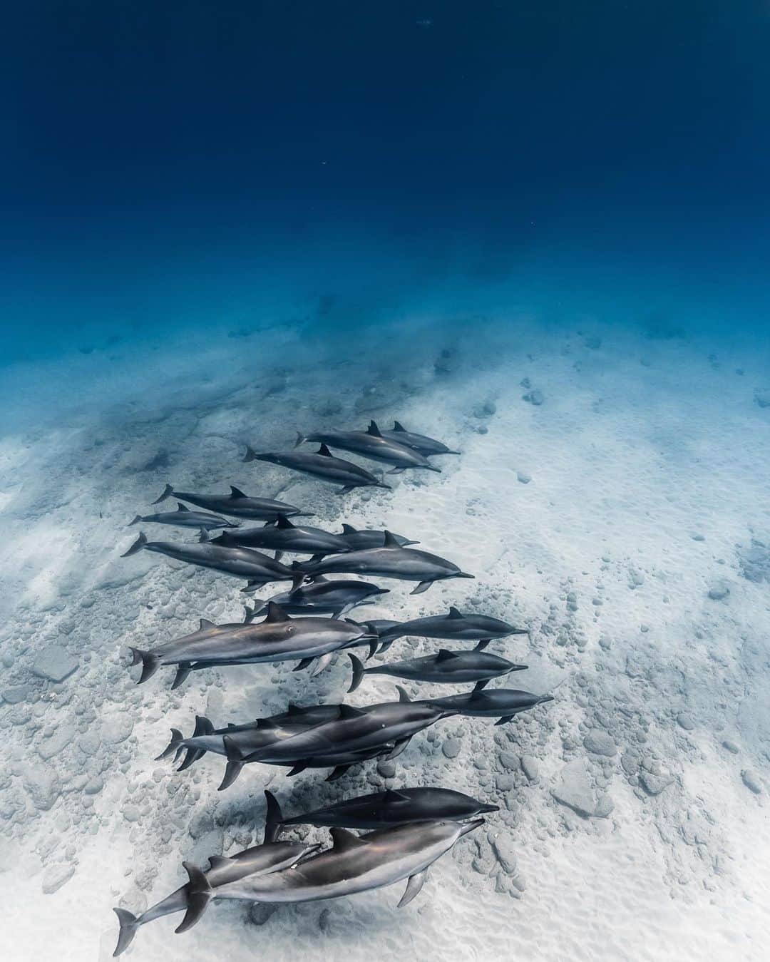 CANON USAさんのインスタグラム写真 - (CANON USAInstagram)「"Love when the water is clear and dolphins come out to play." #MyCanonStory  Photo Credit: @jbacerra Camera: #Canon EOS 5D Mark III Lens: EF 16-35mm f/4L IS USM Aperture: f/6.3 ISO: 400 Shutter Speed: 1/640 sec Focal Length: 16mm  #teamcanon #canonusa #underwater #hawaii #oahu #dolphins」7月6日 21時23分 - canonusa