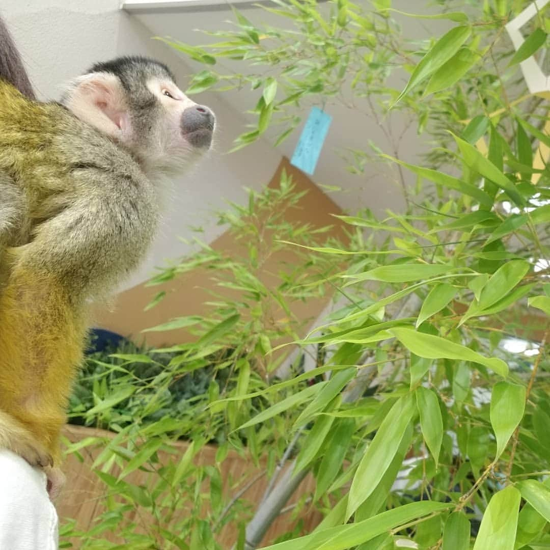 【公式】福岡ECO動物海洋専門学校さんのインスタグラム写真 - (【公式】福岡ECO動物海洋専門学校Instagram)「今日は七夕ですね🎋 みなさんは何をお願いしましたか✨  #七夕  #ボリビアリスザル  #リスザル  #お天気でよかった  #福岡eco  #飼育クラブ」7月7日 7時06分 - fukuokaeco